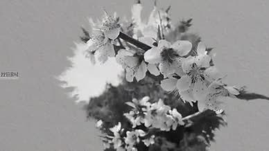水墨转场踏春赏樱醉美樱花季视频AE模板视频的预览图
